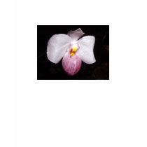 Paphiopedilum delenatii t-shirts by Glaucidium Paphiopedilum delenatii t-shirts