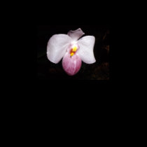 Paphiopedilum delenatii t-shirts
