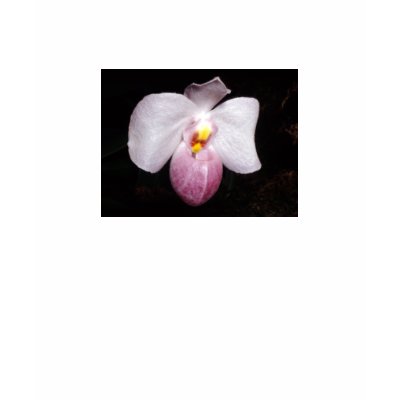 Paphiopedilum delenatii tee shirts by Glaucidium