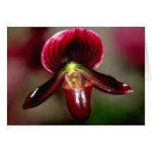 Paphiopedilum flowers card