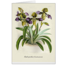 Paphiopedilum hirsutissimum card