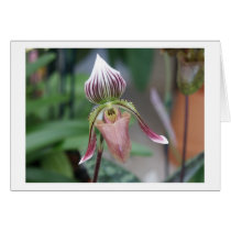  Paphiopedilum Orchid cards