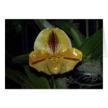 Paphiopedilum Orchid Card