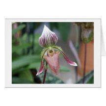  Paphiopedilum Orchid Cards