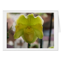 Paphiopedilum Orchid Greeting Card