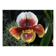 Paphiopedilum Orchid Greeting Cards