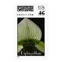 Paphiopedilum  postage