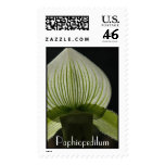 Paphiopedilum  stamp