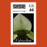 orchid, slipper orchid, paphiopedilum,