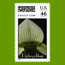 Paphiopedilum  postage