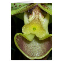 Paphiopedilum Smile Card