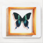 "Papilio blumei" Butterfly Watercolor "Papilio blumei" Butterfly Watercolor