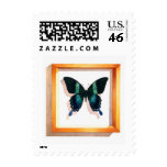 "Papilio blumei" Butterfly Watercolor "Papilio blumei" Butterfly Watercolor