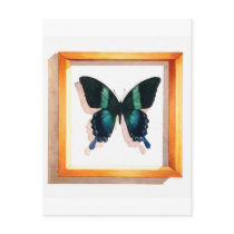 "Papilio blumei" Butterfly Watercolor postcards