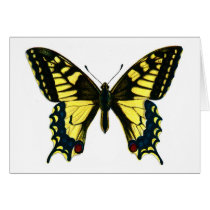 Papilio machaon card