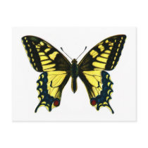 Papilio machaon postcards