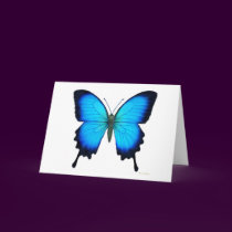 Papilio Ulysses Butterfly Card by twopurringcats Papilio Ulysses Butterfly Card