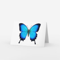 Papilio Ulysses Butterfly Card