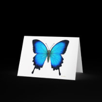 Papilio Ulysses Butterfly Card