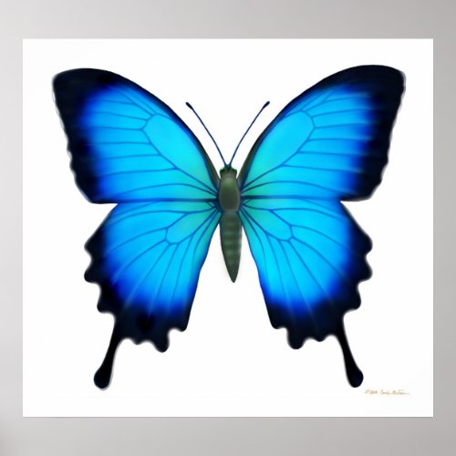 Papilio Ulysses Butterfly Poster print