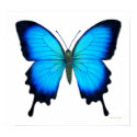 Papilio Ulysses Butterfly Poster posters