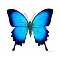 Papilio Ulysses Butterfly Poster posters