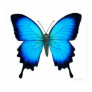 Papilio Ulysses Butterfly...