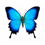 Papilio Ulysses Butterfly Poster