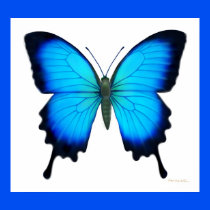 Papilio Ulysses Butterfly Poster