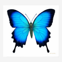 Papilio Ulysses Butterfly Poster