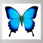 Papilio Ulysses Butterfly Poster