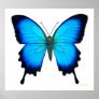 Papilio Ulysses Butterfly Poster