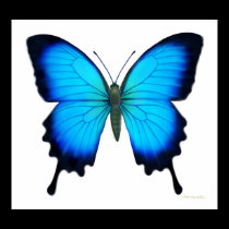 Papilio Ulysses Butterfly Poster posters