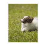 Papillon 2 post cards