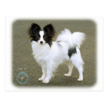 Papillon 8M062D-17 Postcards