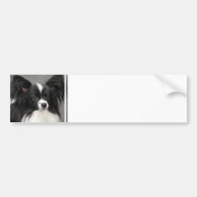 Papillon Dog  Bumper Sticker