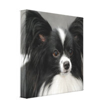 Papillon Dog Canvas Print