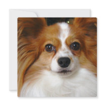 Papillon Dog Invitation