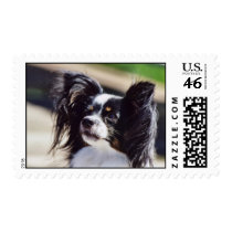 "Papillon" Dog Photo Postage Stamp