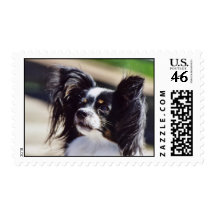 "Papillon" Dog Photo Postage Stamp