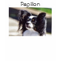 "Papillon"Dog Photo Shirt