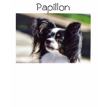 "Papillon"Dog Photo Shirt