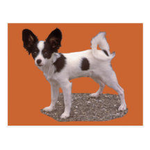 Papillon Dog Post Cards