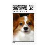 Papillon Dog Postage Stamp