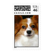 Papillon Dog Postage Stamp