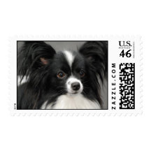 Papillon Dog Postage Stamp