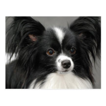 Papillon Dog  Postcard