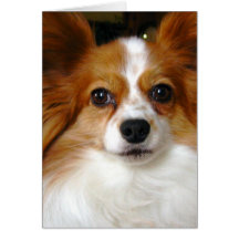 Papillon Greeting Card