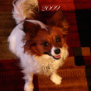 Papillon (Maggie Mae) Ornament