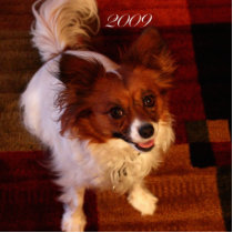 Papillon (Maggie Mae) Ornament Cut Outs